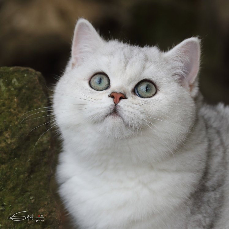 Chaton british du cèdre enchanté