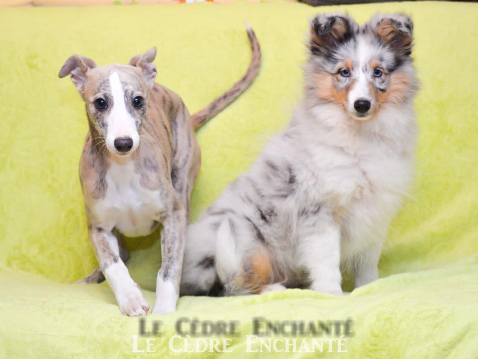 Whippet et Shetland