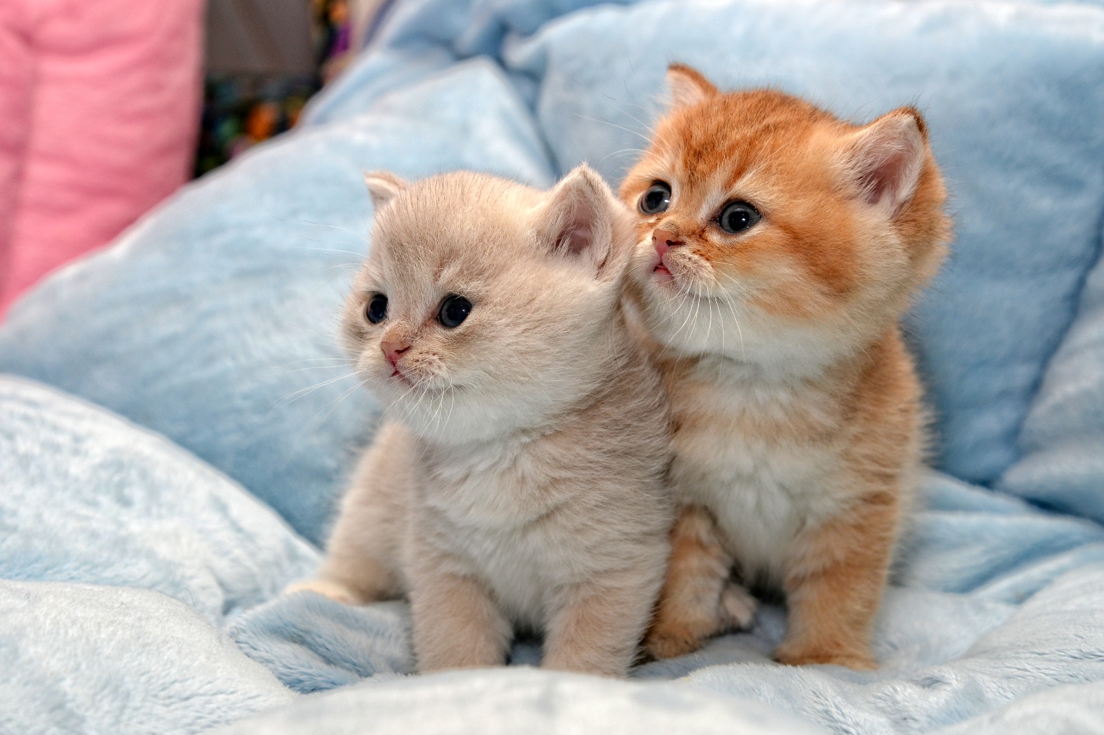 Chatons british du cèdre enchanté