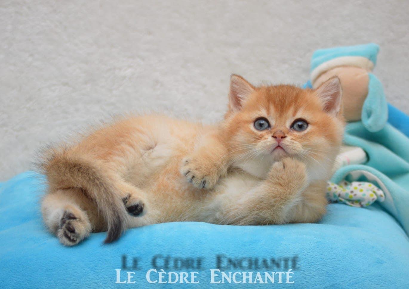Chaton british du cèdre enchanté